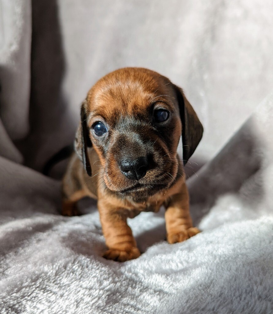 kc registered dachshund